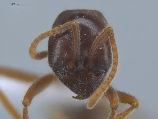 Labidus coecus - ECOFOG-IT14-0292-19