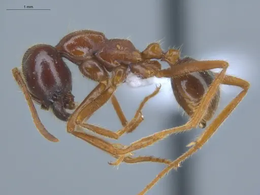 Labidus coecus - ECOFOG-IT14-0292-19