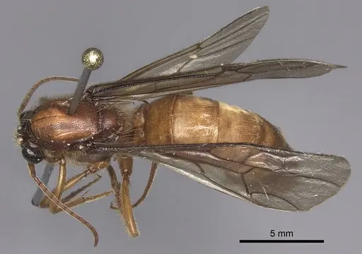 Labidus coecus - INB0003226251