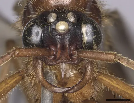 Labidus coecus - INB0003226251