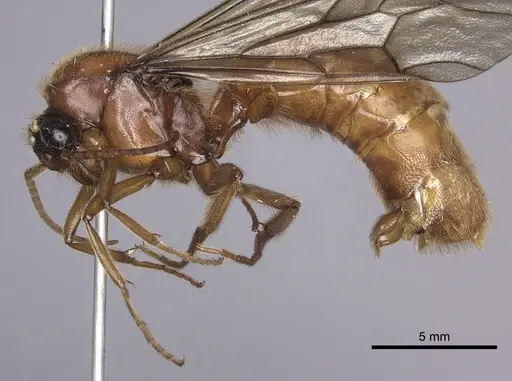 Labidus coecus - INB0003226251