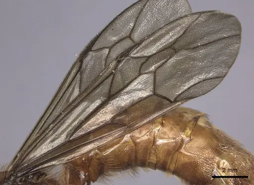 Labidus coecus - INB0003226251