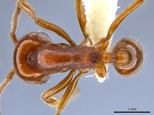 Labidus coecus - JTLC000006439