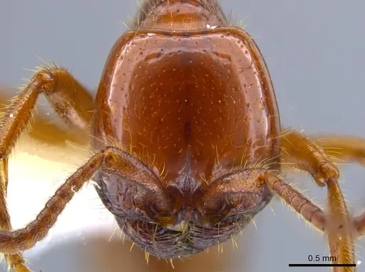 Labidus coecus - JTLC000006439