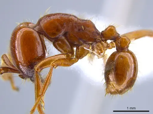 Labidus coecus - JTLC000006439