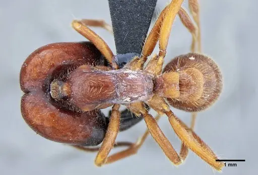 Labidus coecus - UFV-LABECOL-003449