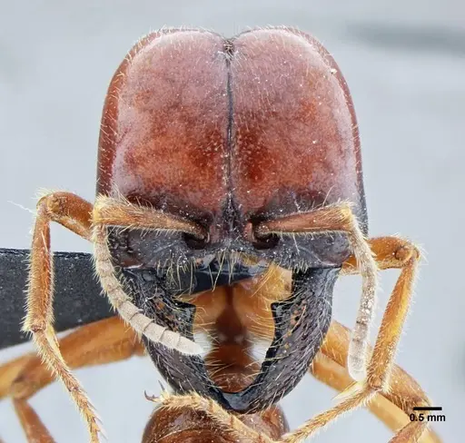 Labidus coecus - UFV-LABECOL-003449