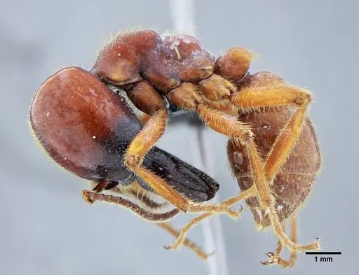 Labidus coecus - UFV-LABECOL-003449