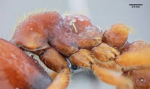 Labidus coecus - UFV-LABECOL-003449