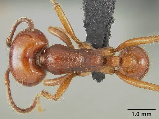 Labidus coecus - USNMENT01124236