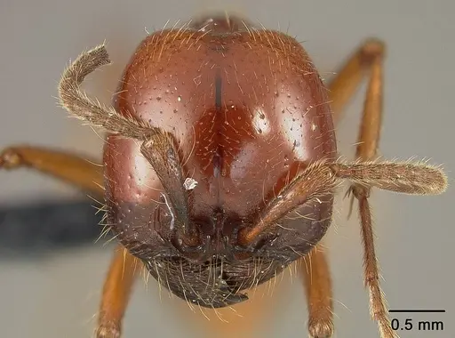 Labidus coecus - USNMENT01124236