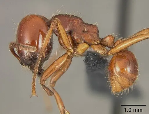 Labidus coecus - USNMENT01124236