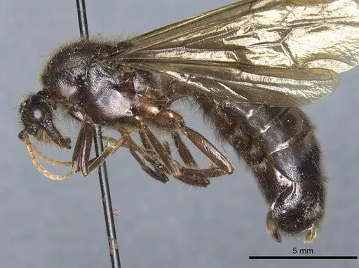 Labidus curvipes specimen