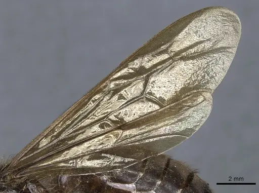 Labidus curvipes - CASENT0903723