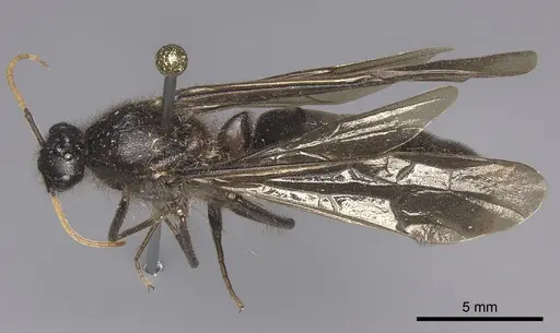 Labidus curvipes - INB0003240567