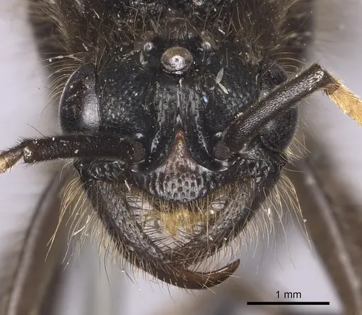 Labidus curvipes - INB0003240567