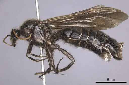 Labidus curvipes - INB0003240567