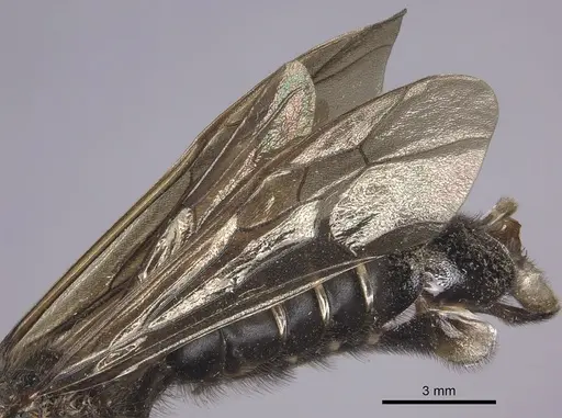 Labidus curvipes - INB0003240567