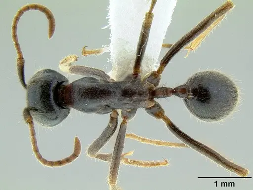 Labidus praedator specimen