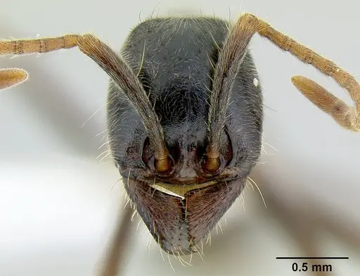 Labidus praedator specimen