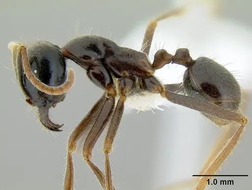 Labidus praedator specimen