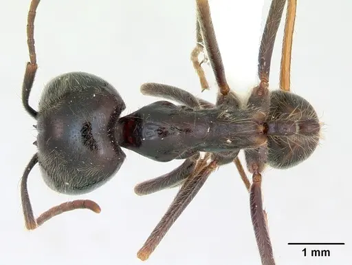 Labidus praedator - CASENT0173515