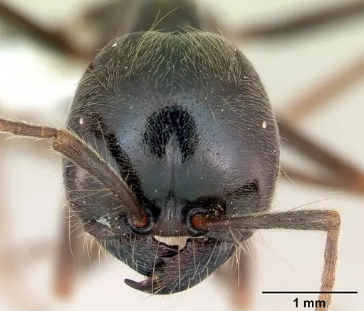 Labidus praedator - CASENT0173515