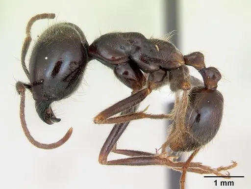 Labidus praedator - CASENT0173515