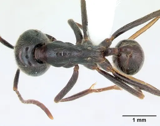 Labidus praedator - CASENT0173516