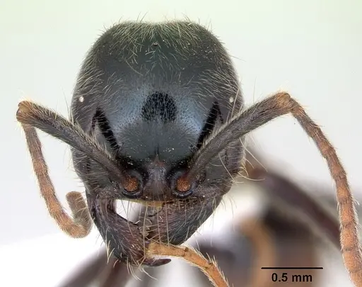 Labidus praedator - CASENT0173516