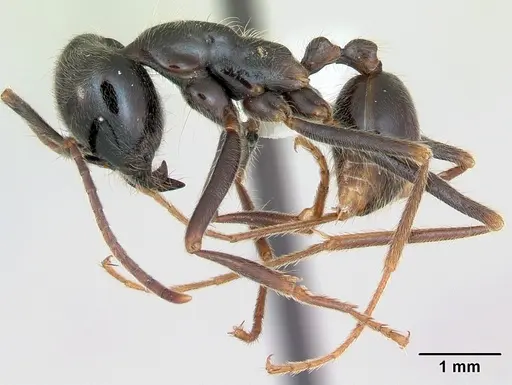 Labidus praedator - CASENT0173516