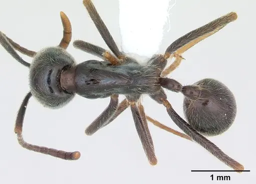 Labidus praedator - CASENT0173596