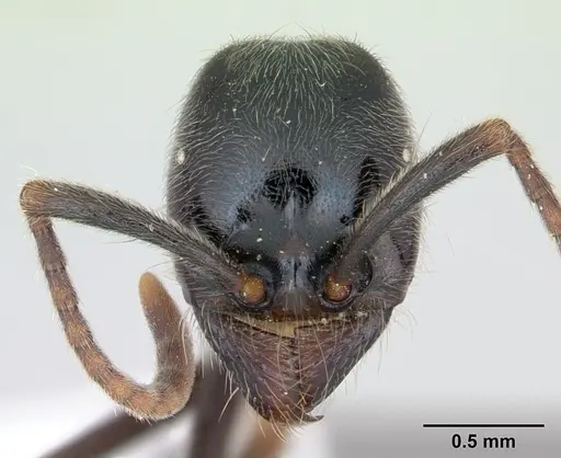 Labidus praedator - CASENT0173596