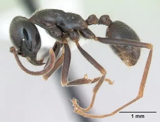 Labidus praedator - CASENT0173596