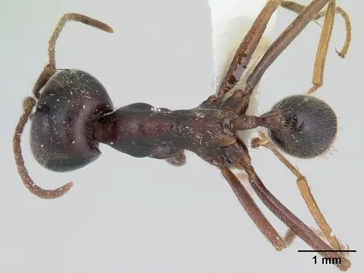 Labidus praedator - CASENT0178608