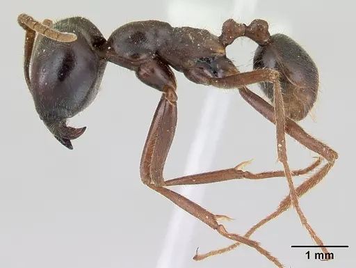 Labidus praedator - CASENT0178608