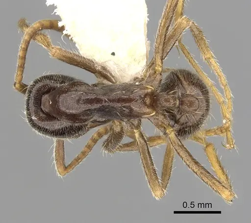 Labidus praedator - CASENT0249466