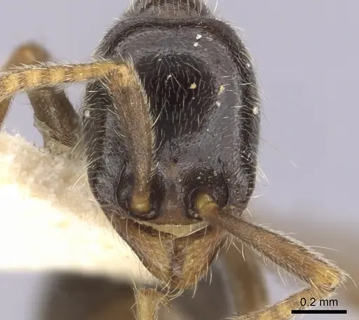 Labidus praedator - CASENT0249466