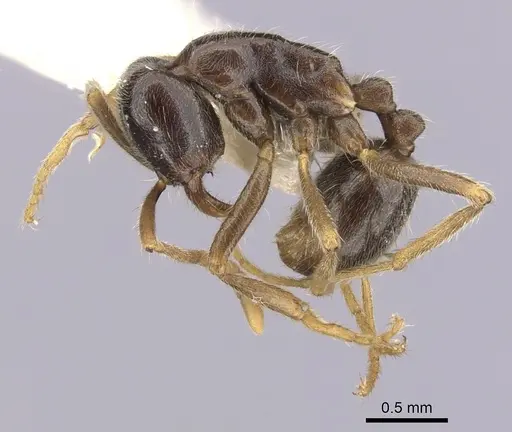 Labidus praedator - CASENT0249466