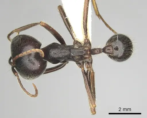 Labidus praedator - CASENT0249467