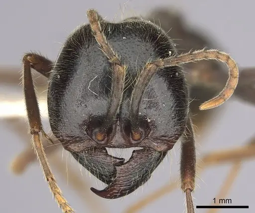 Labidus praedator - CASENT0249467