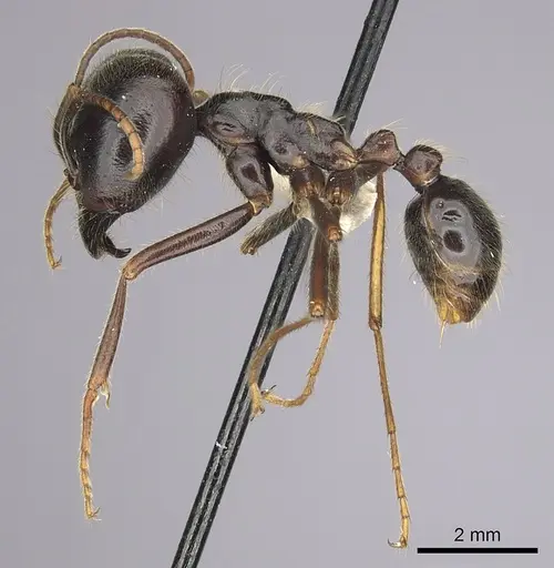 Labidus praedator - CASENT0249467