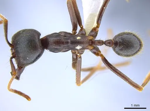 Labidus praedator - CASENT0618513