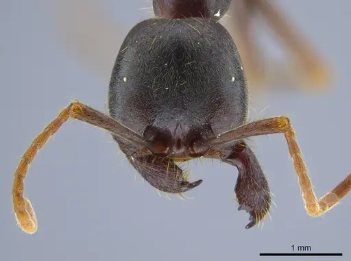 Labidus praedator - CASENT0618513