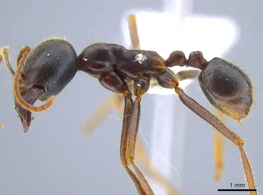 Labidus praedator - CASENT0618513