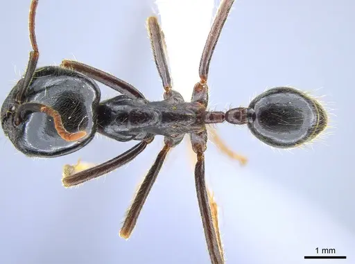 Labidus praedator - CASENT0619807