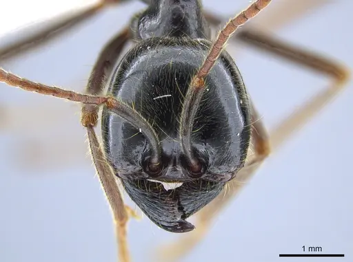 Labidus praedator - CASENT0619807