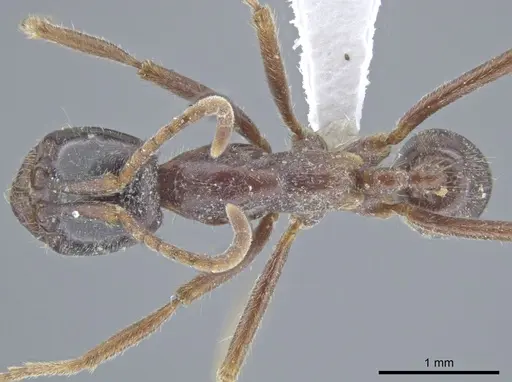 Labidus praedator - CASENT0635249