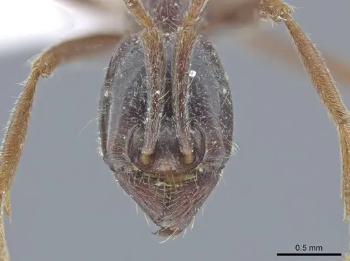 Labidus praedator - CASENT0635249