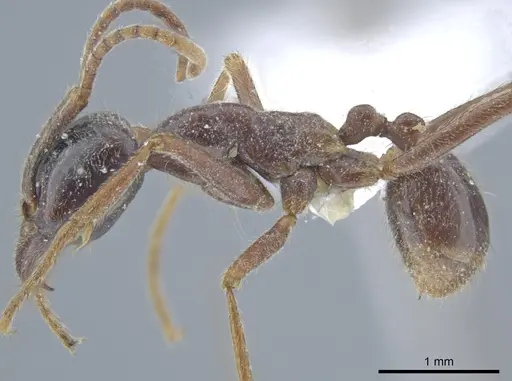 Labidus praedator - CASENT0635249